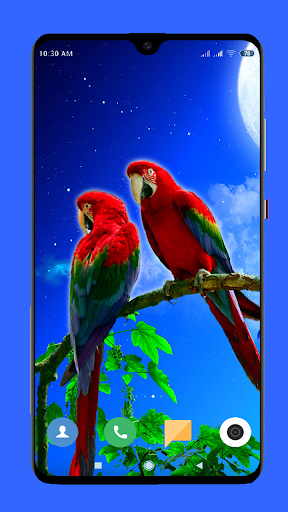 Parrot Wallpaper HD