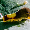 Tailed jay caterpillar