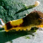 Tailed jay caterpillar