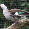 Ringed Teal