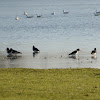 Oystercatcher