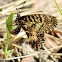 Southern festoon