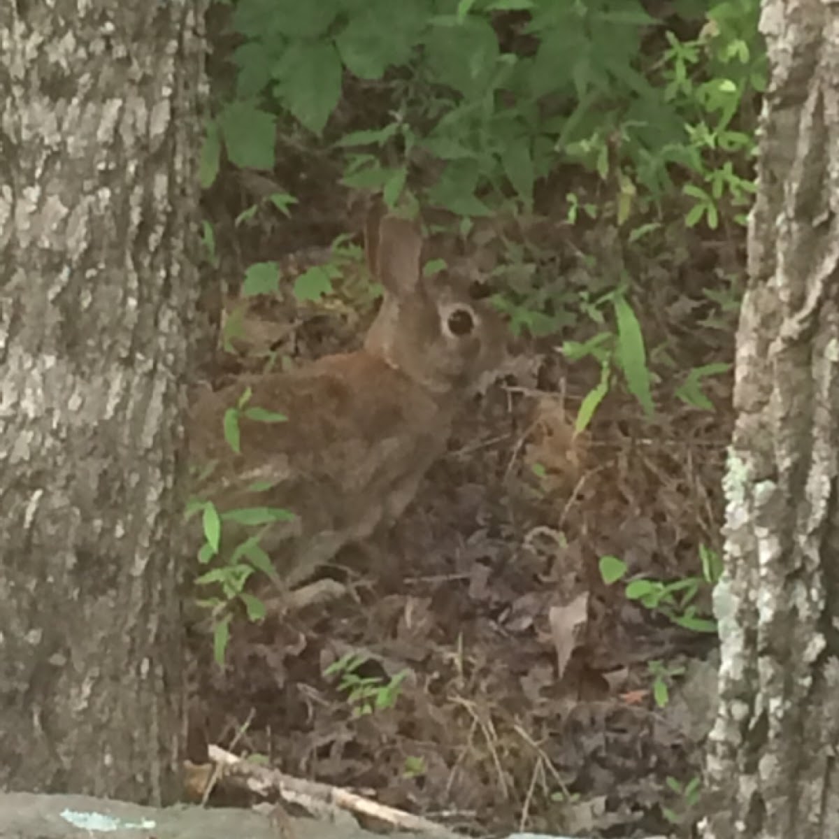 Eastern Cottontail Rabbit