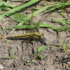 Black-lined Skimmer