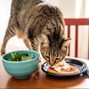 Cat Food For Sensitive Stomach Chrome extension download