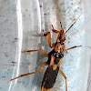 Yellow-footed Assassin Bug (黄足猎蝽)