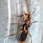 Yellow-footed Assassin Bug (黄足猎蝽)