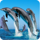 Download Dolphins Wallpaper For PC Windows and Mac