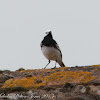 Pied Wagtail