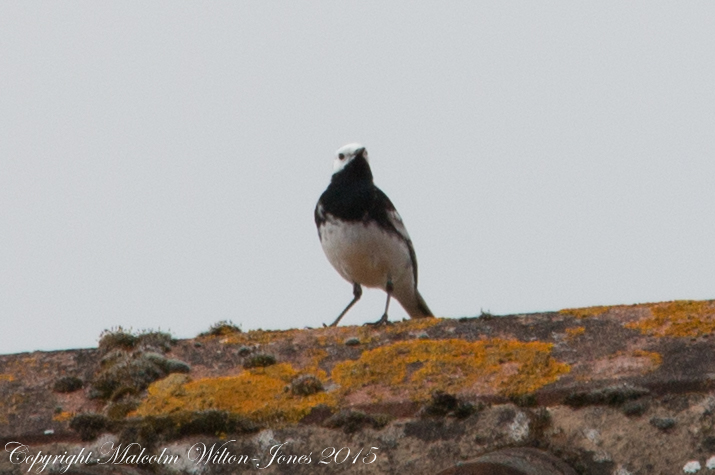 Pied Wagtail