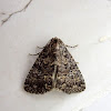 Noctuid Moth