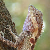 Indo-Chinese Forest Lizard