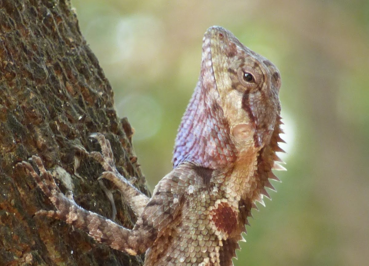 Indo-Chinese Forest Lizard