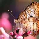 Butterfly and flower