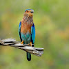 The Indian roller