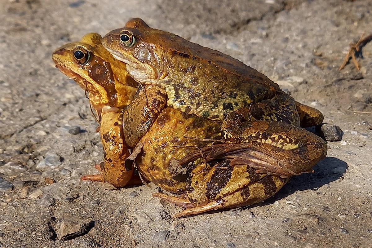 Common frog