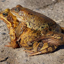 Common frog