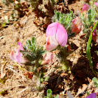 Spiny restharrow