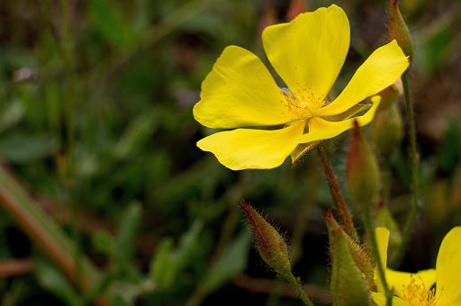 Halimium lasianthum alyssoides