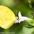 Common Grass Yellow