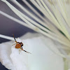 Flower Crab Spider ♂