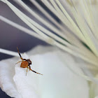 Flower Crab Spider ♂