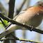 Chaffinch