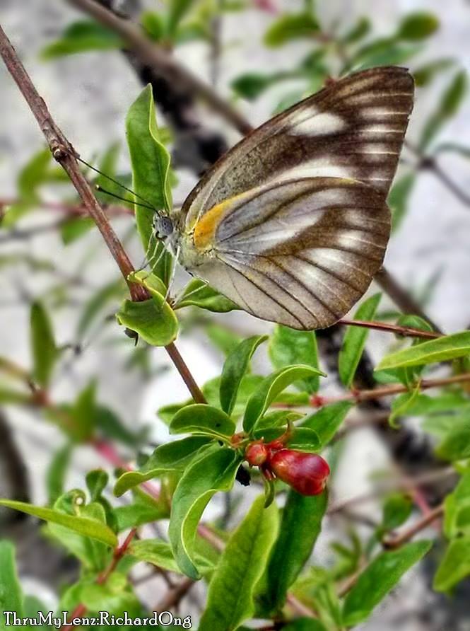 Striped Albatross