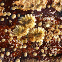 Acorn Barnacle