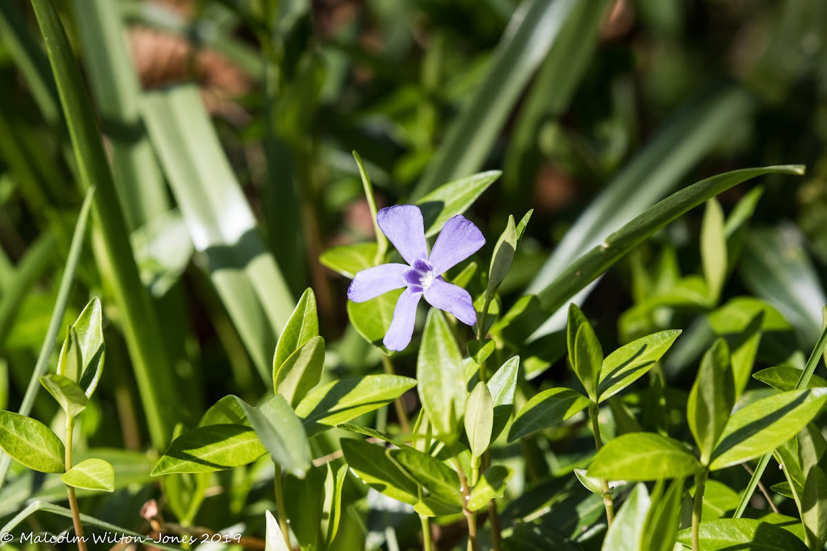 Blue flower