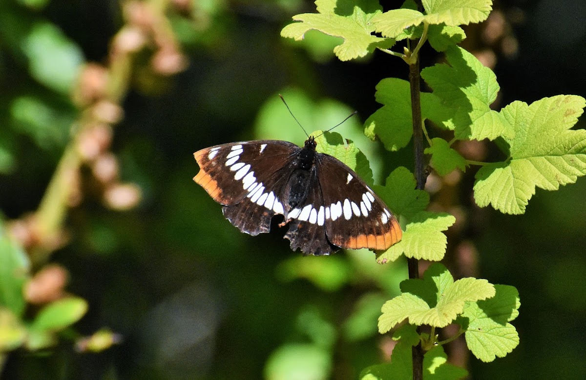 Lorquin's admiral