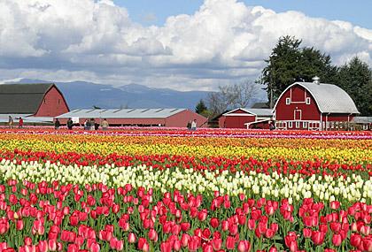 Macintosh HD:Users:zhouyi:Desktop:Holland-Michigan-Tulip-Festival.jpg