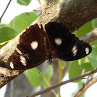 Great Eggfly (male)