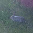 White Tailed Jack Rabbit