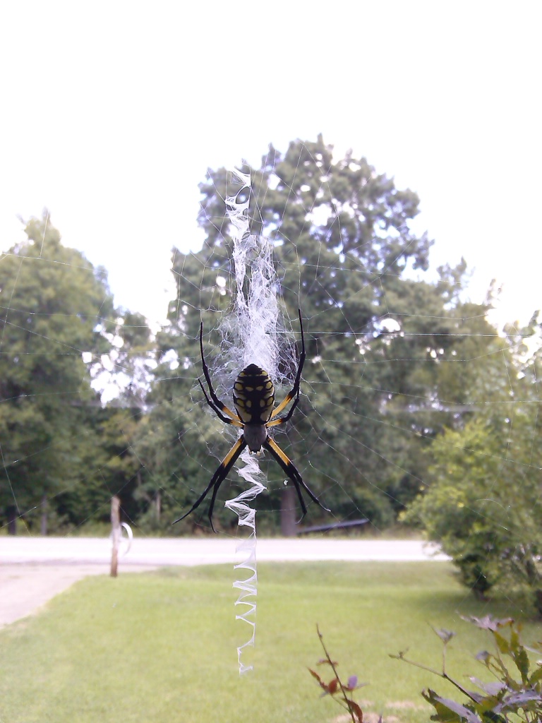 Garden Spider