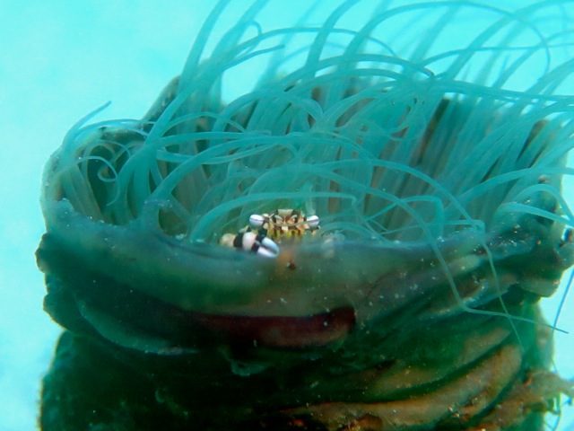 Harlequin Crab