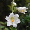 Madonna Lily