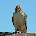 Red-tailed Hawk