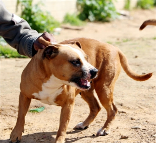 SQUARING UP: Dog fighting is becoming more and more common in South African townships. Pic: The Society for the Prevention of Cruelty to Animals (SPCA) are worried over organised dog fighting in Stellenbosch. Pit bull type are bred for dogfighting.