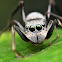 Ant Mimicking Jumping Spider