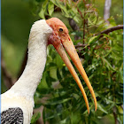 Painted Stork