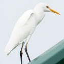 Cattle Egret