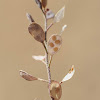 Flax-leaf Alyssum