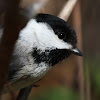 Black-capped Chickadee