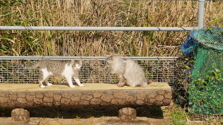 あすてむさんが投稿したプリウス20・プリウス・室戸スカイライン・捨て猫・恋人の聖地に関するカスタム事例の投稿画像3枚目