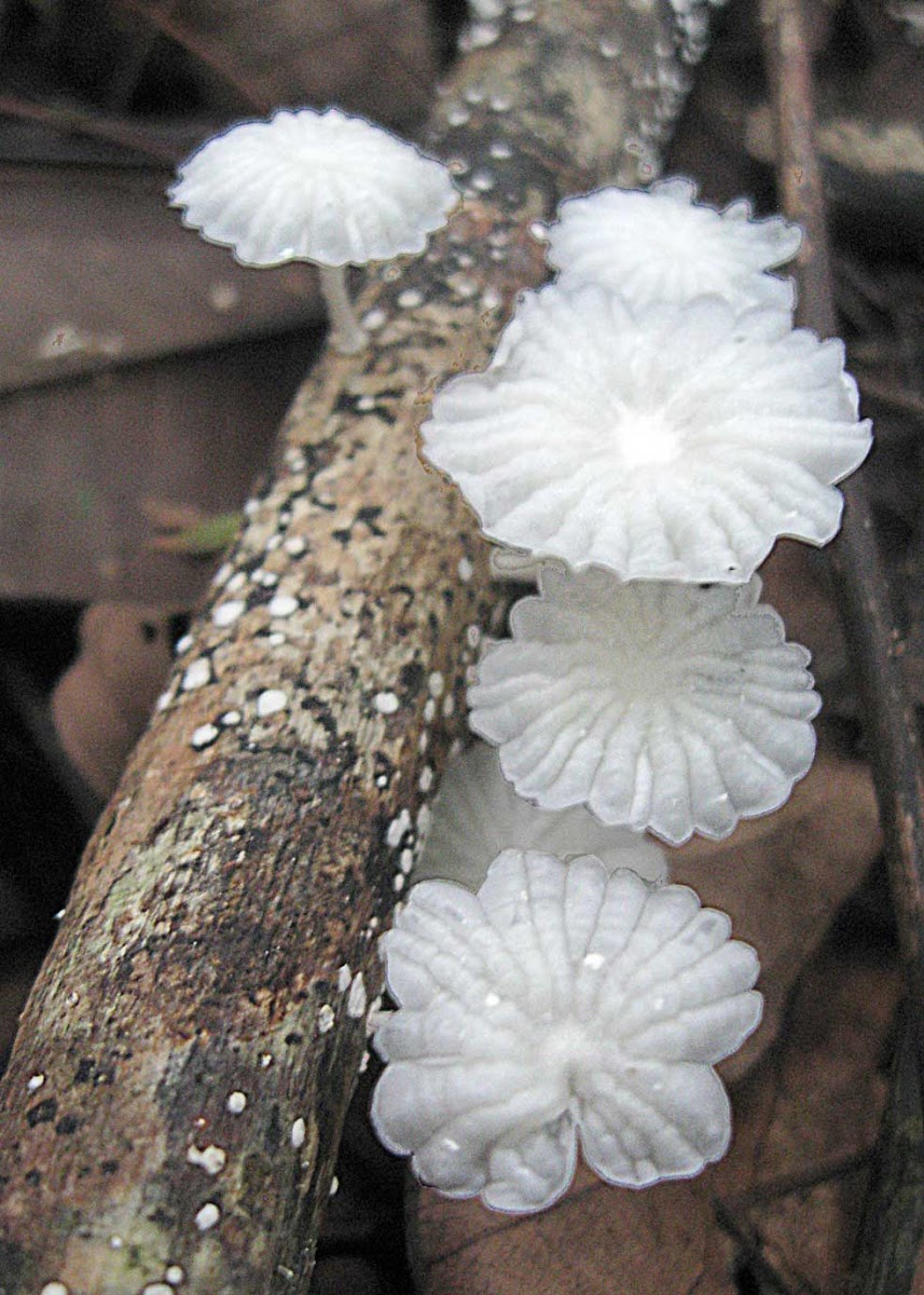 Pinwheel Mushroom, Little Wheel, Collared Parachute,