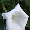 Moonflower or Devil's Trumpet