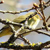 Chiffchaff