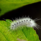 Hickory tussock moth caterpillar