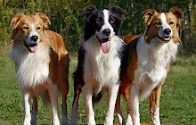 Border Collie Wallpapers Theme New Tab small promo image